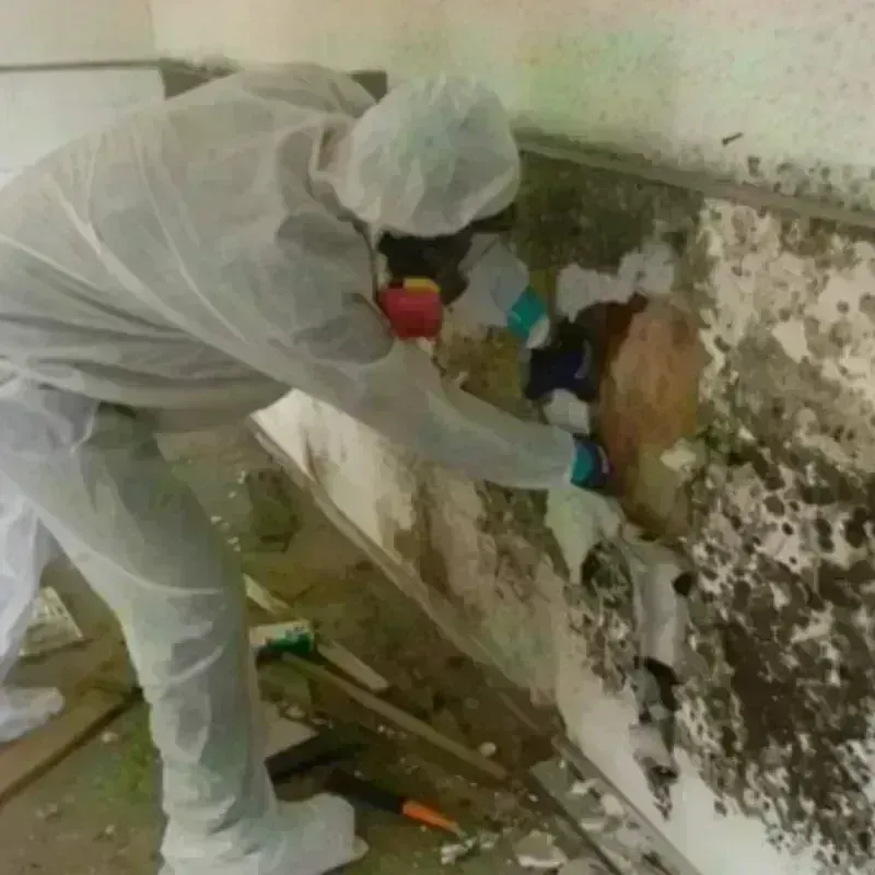 Mold Remediation and Removal in Shafter, CA